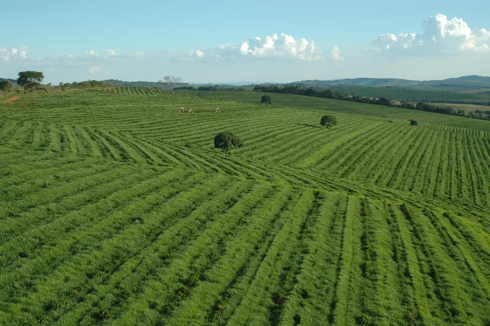 Zralé kávové třešně na brazilské plantáži, brazilská arabika před sklizní