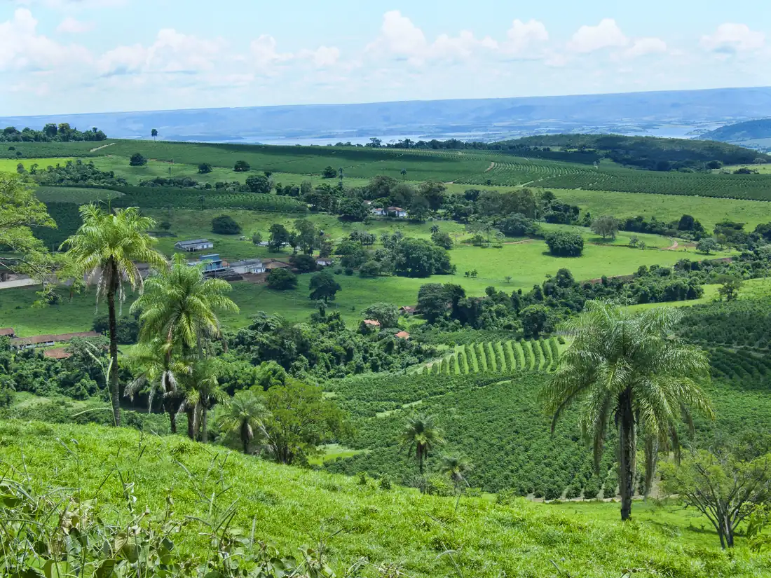 Kávová plantáž v brazilském regionu Minas Gerais, zvlněné kopce s kávovníky
