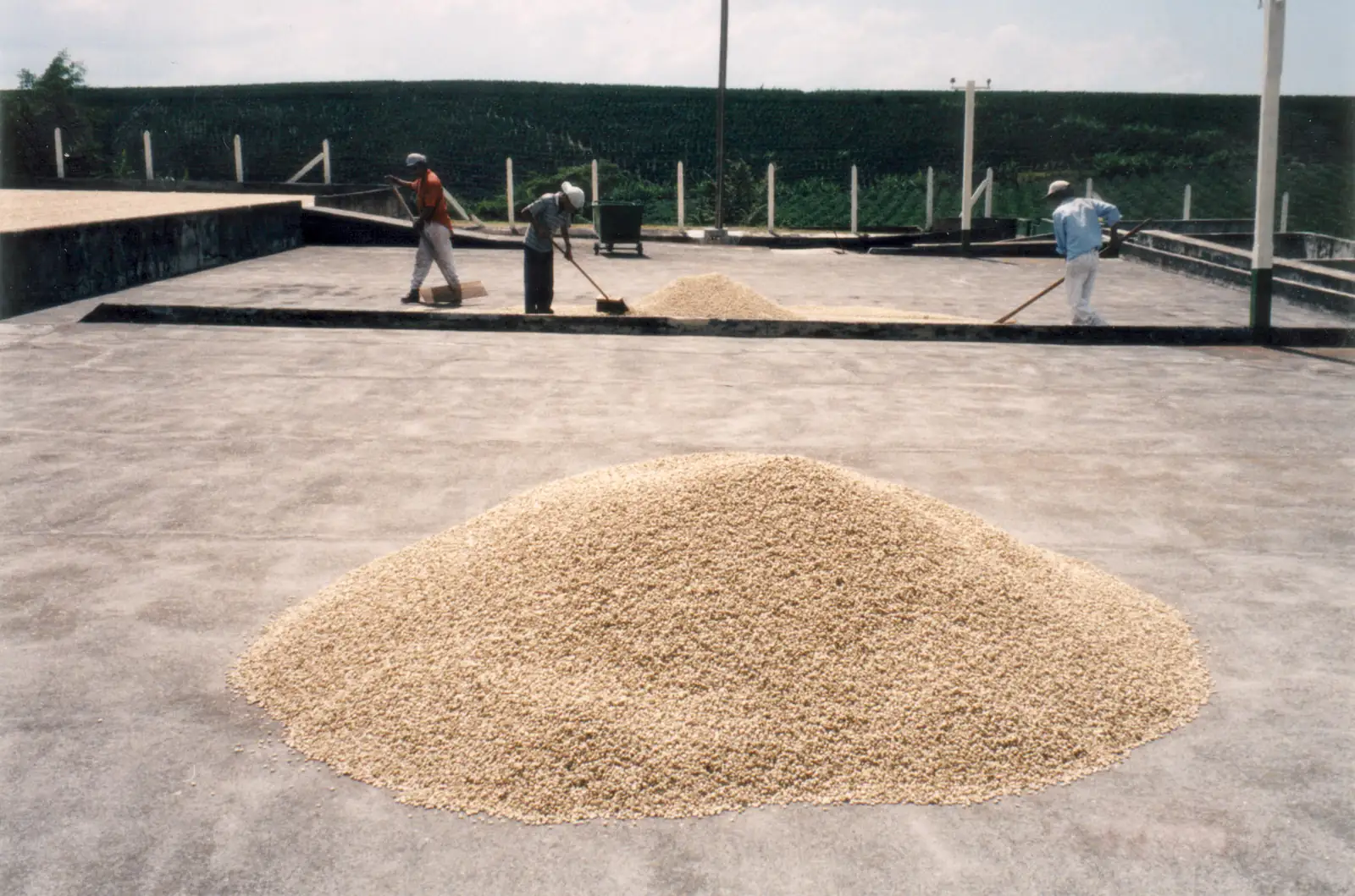 Kávové třešně sušené přírodní metodou natural na vyvýšených ložích v Brazílii